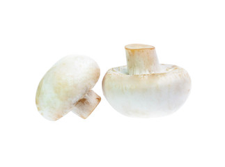 Mushroom champignon isolated on white background