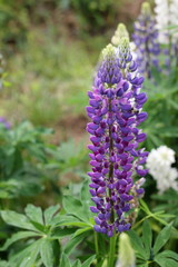 Fields of lupins in Russia! And these beauties in the garden, gave them the will and they are widely spread! So many different colors, how can you not admire them!