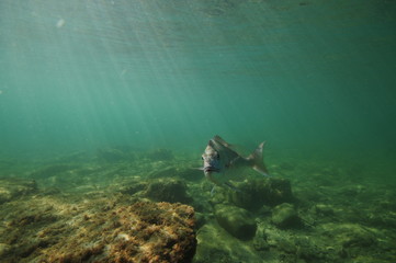 Australasian snapper Pagrus auratus turning towards camera above flat rocky bottom.