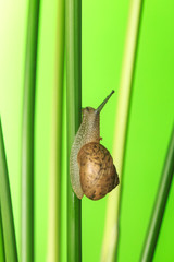 Take a close-up shot of the snail