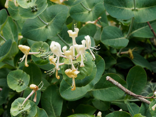 Chèvrefeuille d'Etrurie (Lonicera etrusca) ou chèvrefeuille de Toscane