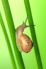 Take a close-up shot of the snail