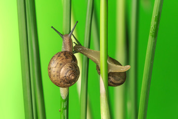 Take a close-up shot of the snail