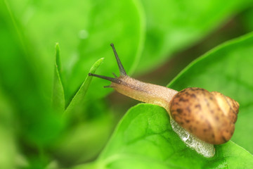 Take a close-up shot of the snail