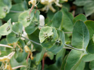 Chèvrefeuille d'Etrurie (Lonicera etrusca) ou chèvrefeuille de Toscane aux fleurs blanc jaunâtre et rose pourpre odorantes