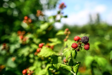 Growing blackberries. Harvest. The concept of harvesting berries in the countryside, toning
