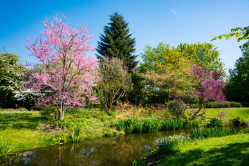pink trees in public park, arboretum Munnike Park in Zwijndrecht, The Netherlands