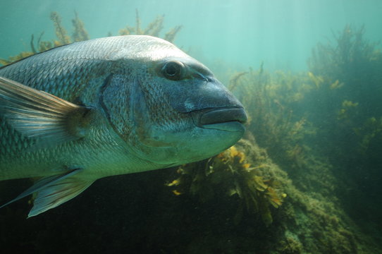 Side detail of large Australasian snapper Pagrus auratus.