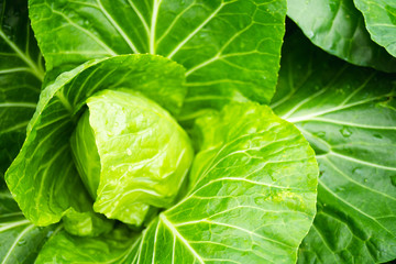 close up of  fresh organic vegetable for agricultural design