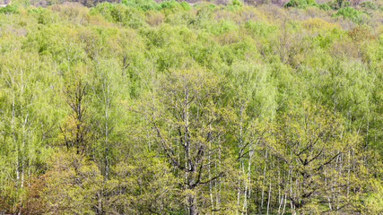 panoramic view of green oaks in forest in spring