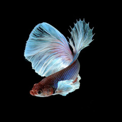 Betta Siamese Fighting Fish
