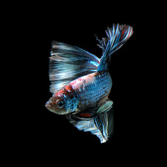 Betta Siamese Fighting Fish