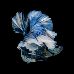 Betta Siamese Fighting Fish