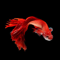Betta Siamese Fighting Fish
