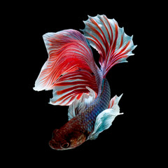 Betta Siamese Fighting Fish