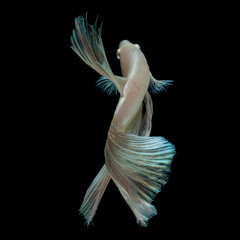 Betta Siamese Fighting Fish