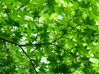 Fototapeta na wymiar 公園の木の葉