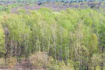 Obraz premium trees with first green leaves in forest in spring