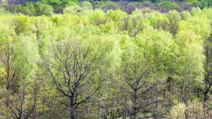 aerial view of oak trees with first green leaves