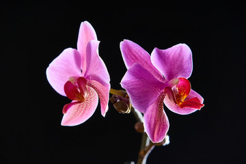 Orchidee