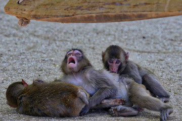 Obraz premium Beppu, Japan