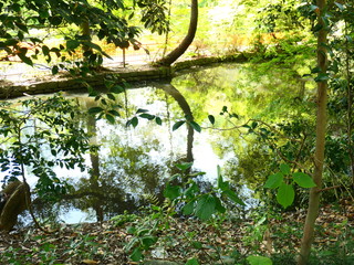 公園の池と水面の反射