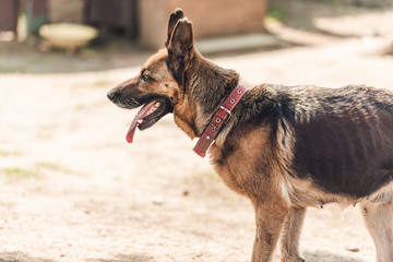 Purebred german shepherd outdoors