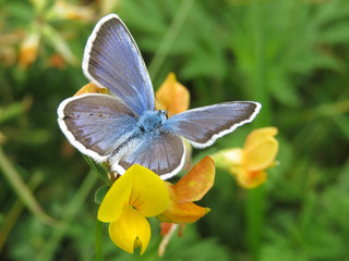 Common Blue butterfly on a y flowers close-up. Polyommatus icarus on summer meadow, beauty of nature