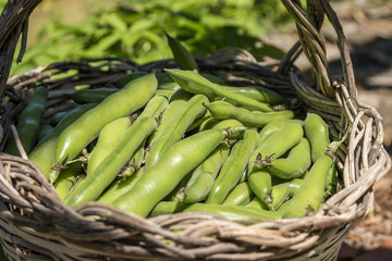 Fresh pods of broad beans in a wicker basket. Broad beans freshly harvested. Healthy eating, agriculture 