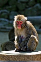 Fototapeta premium Beppu, Japan