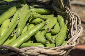 Fresh pods of broad beans in a wicker basket. Broad beans freshly harvested. Healthy eating, agriculture 