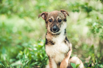 Dog sitting in the grass