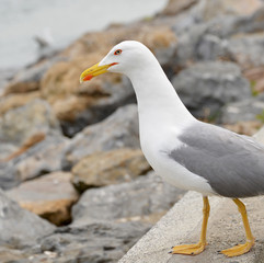 seagull on the beach