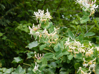 Etruscan honeysuckle (Lonicera etrusca) a species of fragrant honeysuckle with white, yellow and...
