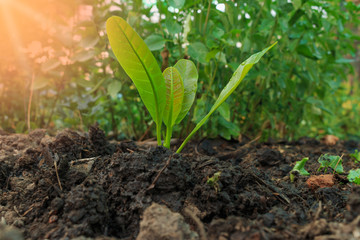 Young plant growing in sunshine on a nature background