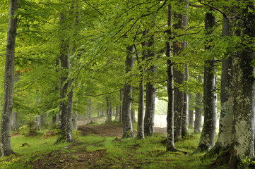 Mountain forest in early summer