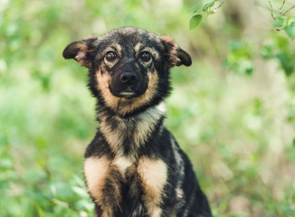 Dog sitting in the grass