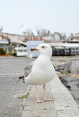 seagull on the beach