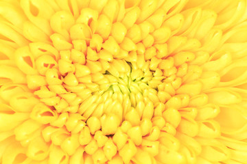 Shoot chrysanthemums up close