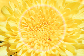 Shoot chrysanthemums up close
