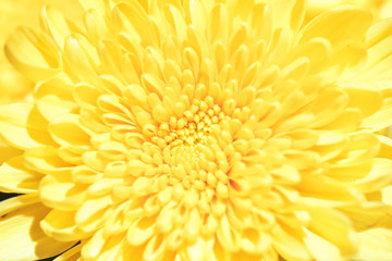 Shoot chrysanthemums up close