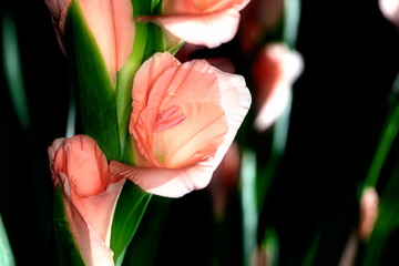 Fototapeta premium Gladiolus in full bloom
