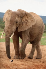 Fototapeta na wymiar Elefant Portrait