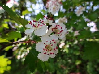 White flowers of the dog rose in the upper wood near Leipzig