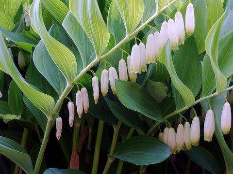 white flowers hanging one behind the other between large green leaves, Solomon's seal, polygonatum odoratum