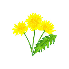 Bouquet of dandelions. Hand drawn watercolor illustration. Isolated on white background.