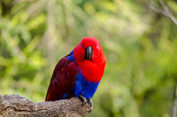 Eclectus Parrot 