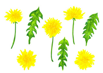 Set of dandelions. Hand drawn watercolor illustration. Isolated on white background.