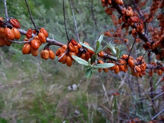 Overripe orange fruits and leaves on sea buckthorn dried up from the previous year