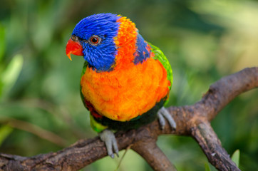 Beautiful parrot sitting on a branch